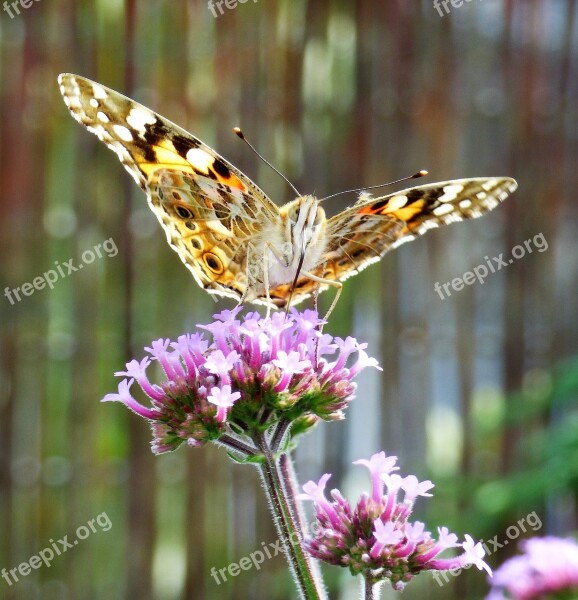 Verbena Flower Butterfly Argentine Vervain Verbena Bonariensis