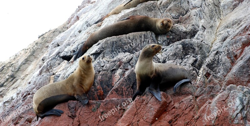 Ballestas Islands Paracas National Reserve Sea Lions Peru