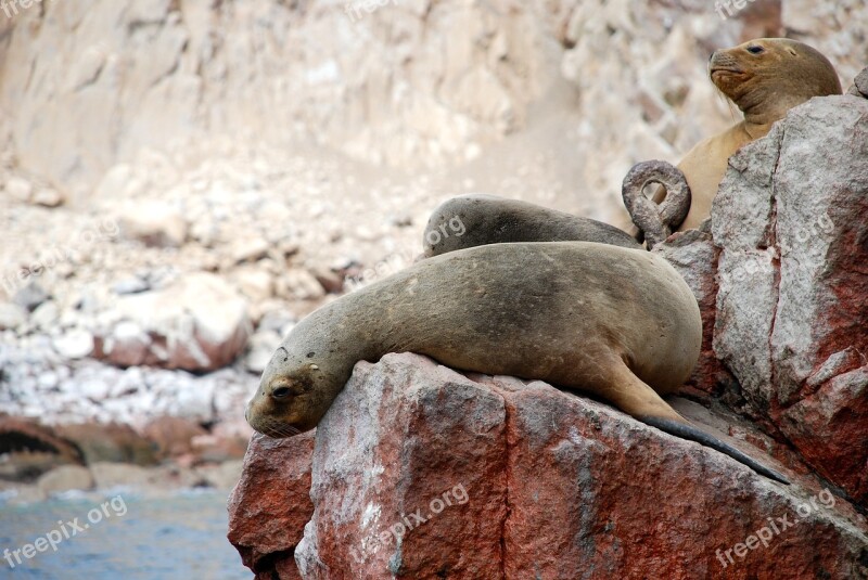 Ballestas Islands Peru Paracas Sea Lions Travel