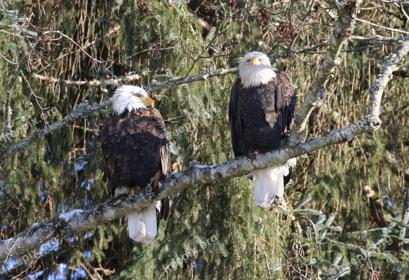 Eagle Winter Pair Wildlife Raptor