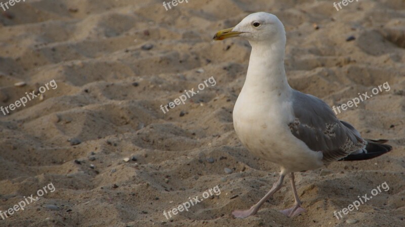 Seagull Beach Bird Coast Gull