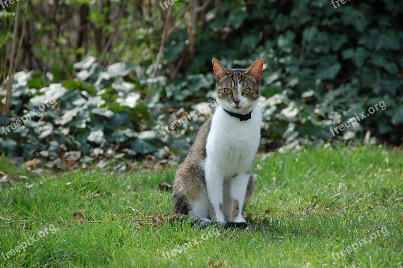 Baby Cat Cat Domestic Cat Animal Cute