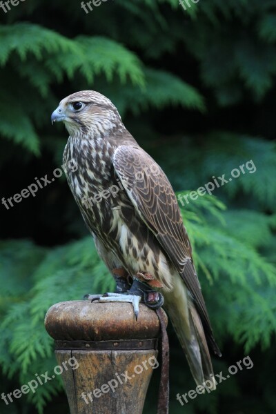 Falcon Griffin Bird Nature Plumage