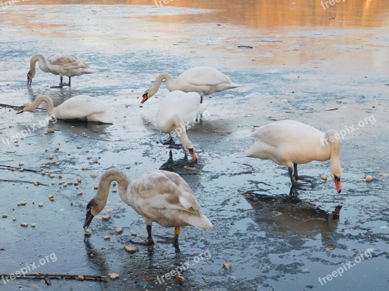 Swans White Swans Water Bird Lake Frozen Lake