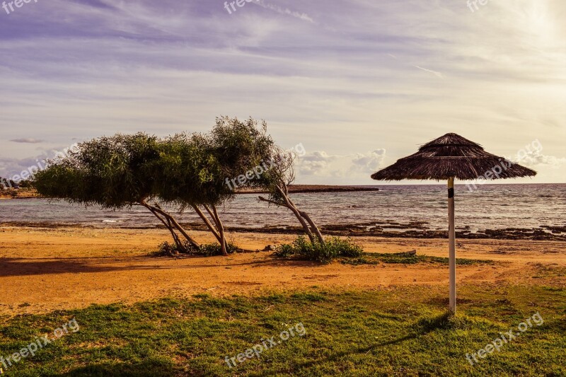 Beach Trees Umbrella Empty Winter