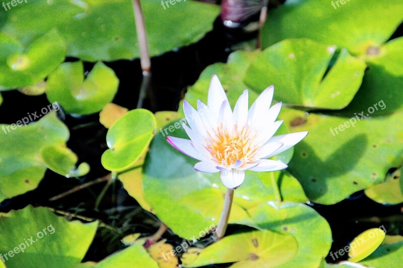 Water Lily Rose Lily Pond Pond Nature