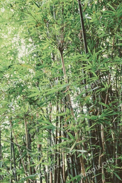 Bamboo Green Chinese Plant Nature