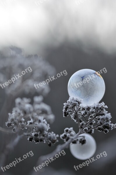 Bubbles Soap Frosted Breath Free Photos