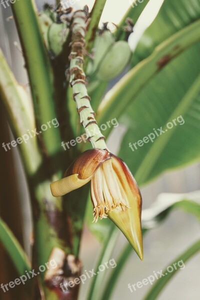 Banana Banana Plant Plant Shrub Banana Tree