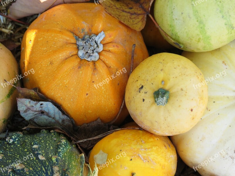 Gourd Pumpkin Fruit Halloween Autumn