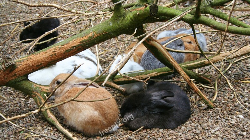 Rabbit Branch Ground Tree Nature