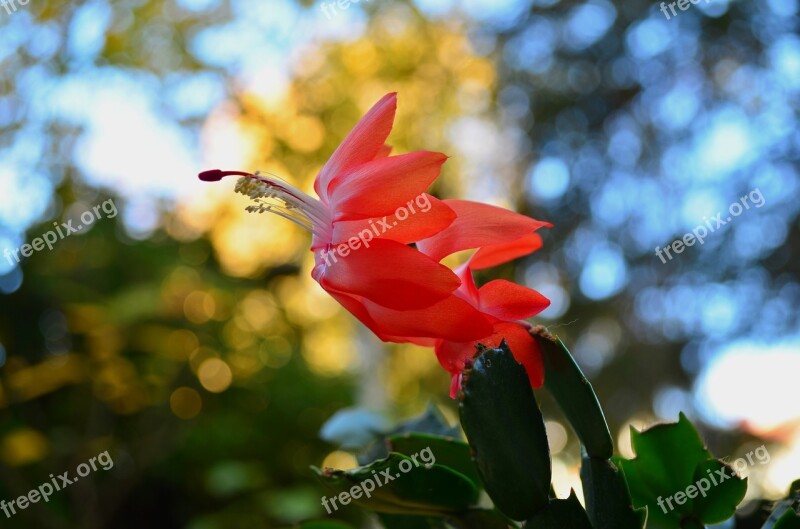 Weihnachtskaktus Flowers Red Nature Plant