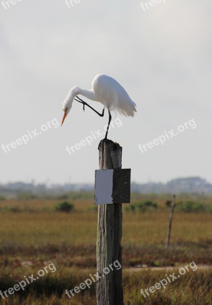 Egret Bird Wildlife Nature White