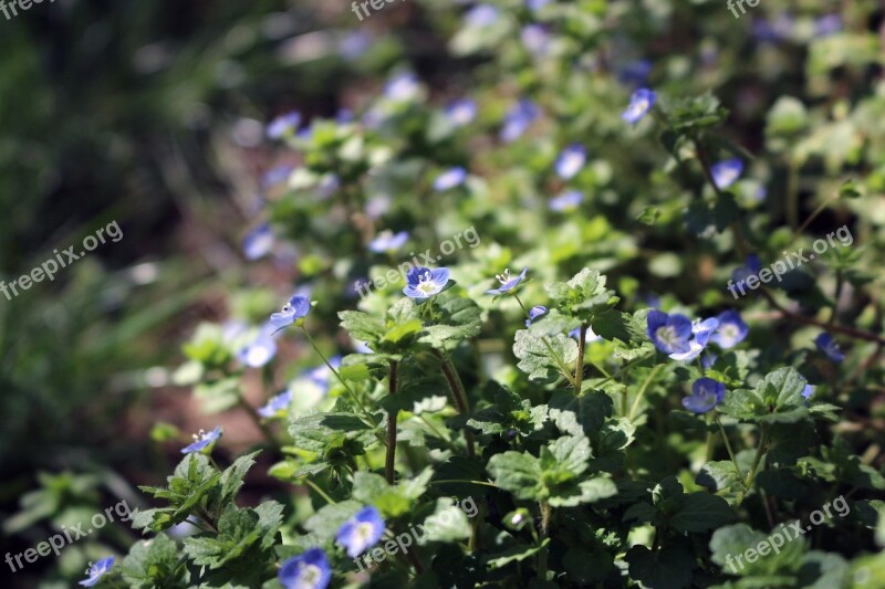 Grass Flowers Wild Flowers Little Blue