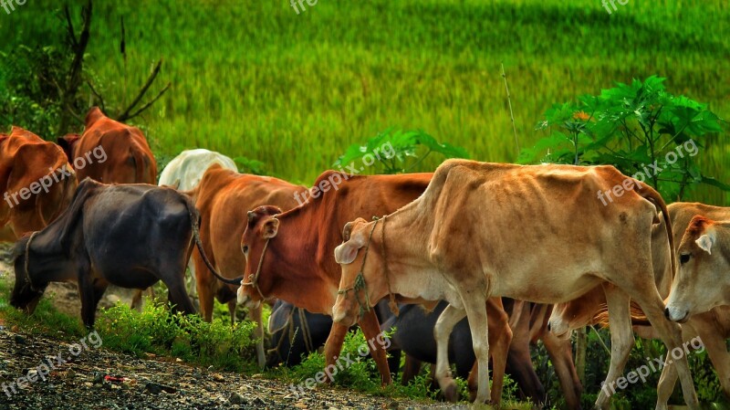 Cow Domestic Bengal Colorful Rural