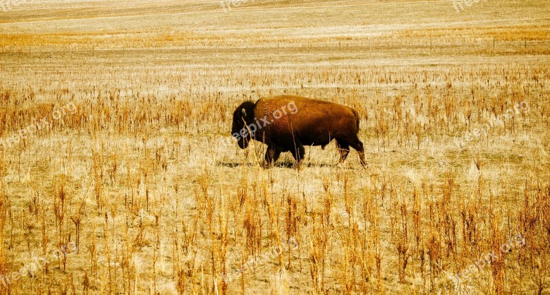 Bison Buffalo Animal Wildlife Alone