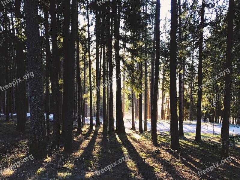 Forest Trees Nature Landscape Flooded