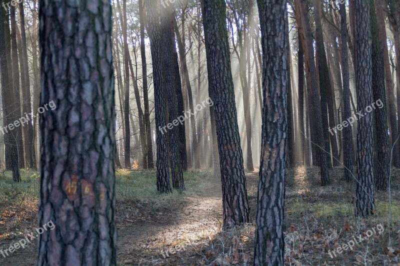 Rays Of The Sun Forest The Rays Tree The Sun