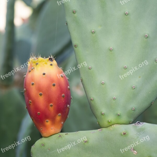 Prickly Pear Cactus Cactus Greenhouse Prickly Spur