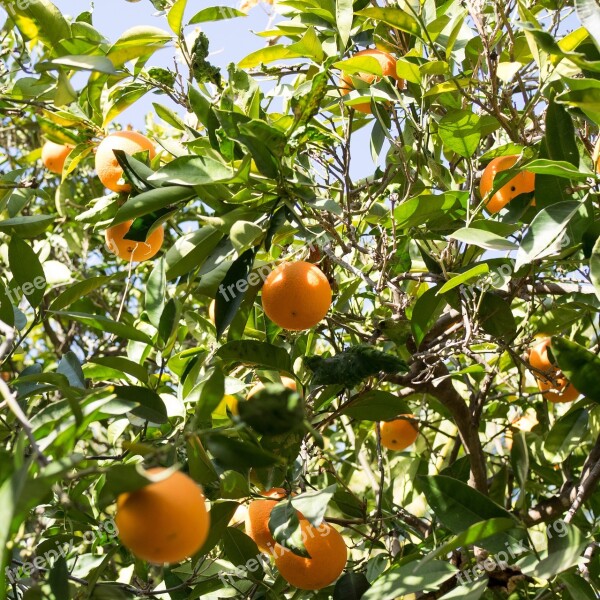 Orange Tree Harvest Time Tree Nature Green