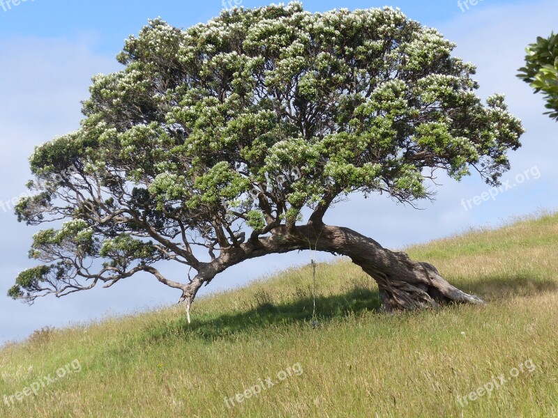 Waiheke Island New Zealand Tree Nature Solitude