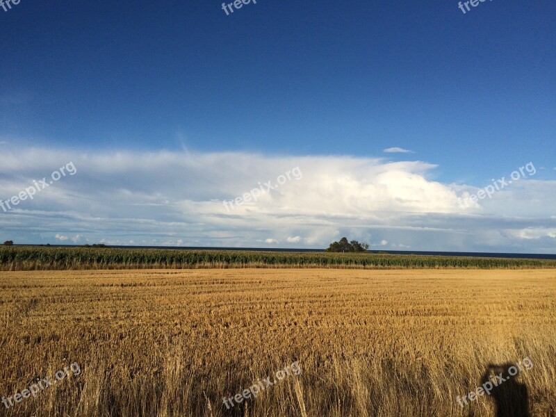 Oland Sweden Summer Field Sädesåker