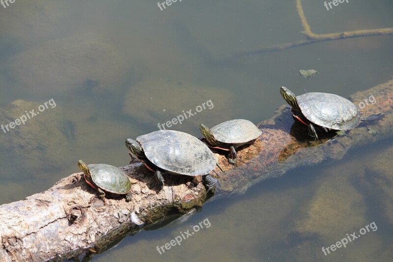 Turtles Animals Nature Wild Reptile