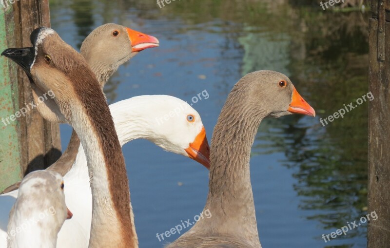 Geese Farm Poultry Bill Domestic Goose