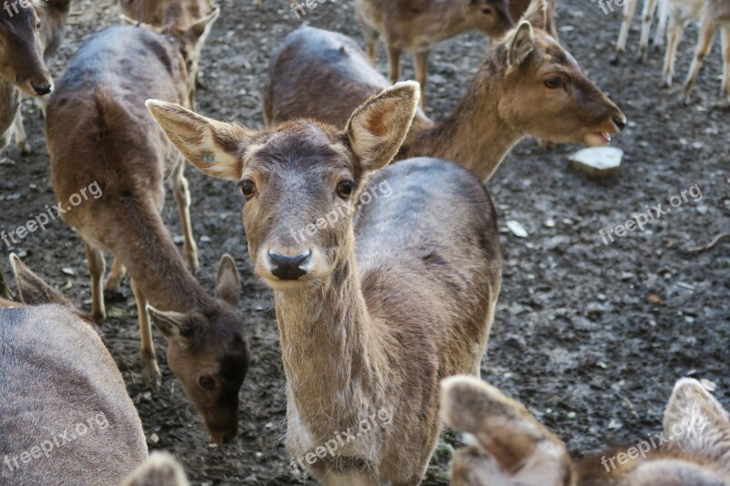 Roe Deer Animal Nature Red Deer Scheu