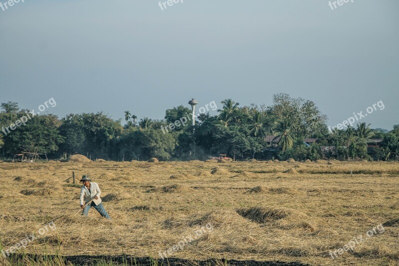 Farmer Agricultural Harvest Field Hard Work