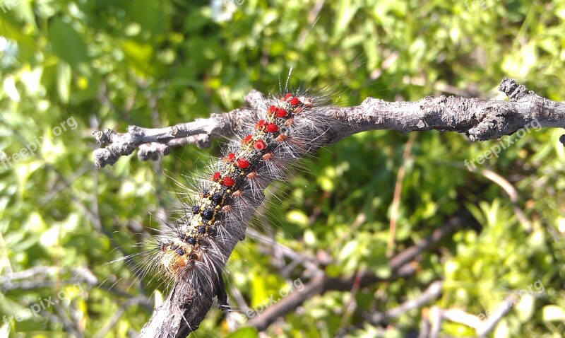 Caterpillar Gypsy Moth Lymantria Dispar Branch Summer