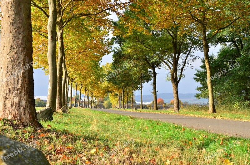 Golden Autumn Autumn Forest Fall Colors Living Nature Yellow