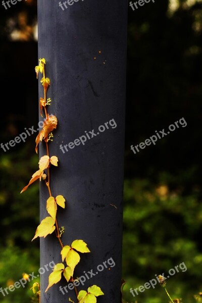 Parthenocissus Plants Vine Climbing Plant Tube