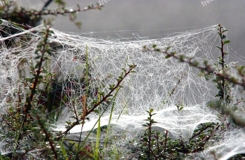 Cobweb Winter Frost Cold Hoarfrost