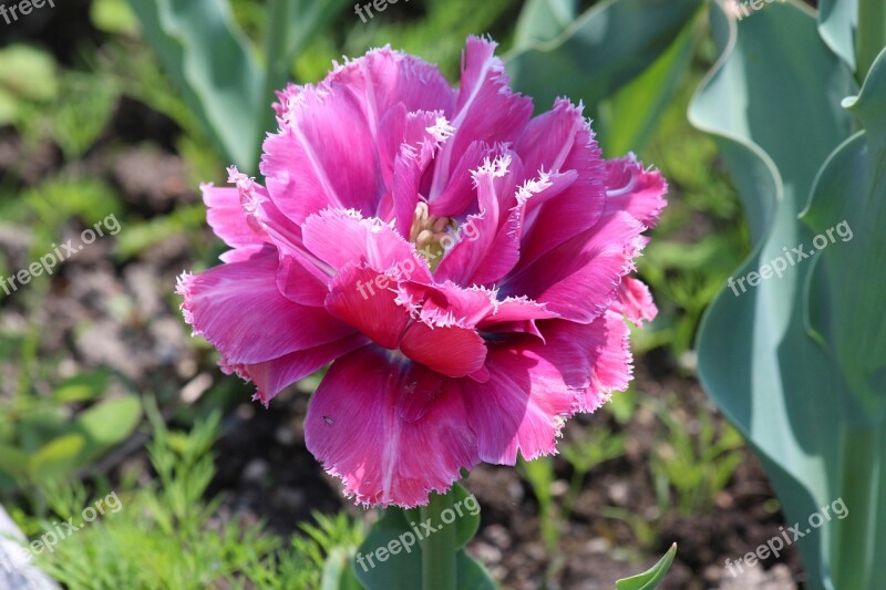 Double Tulip Tulip Garden Flower Spring Flowers Spring