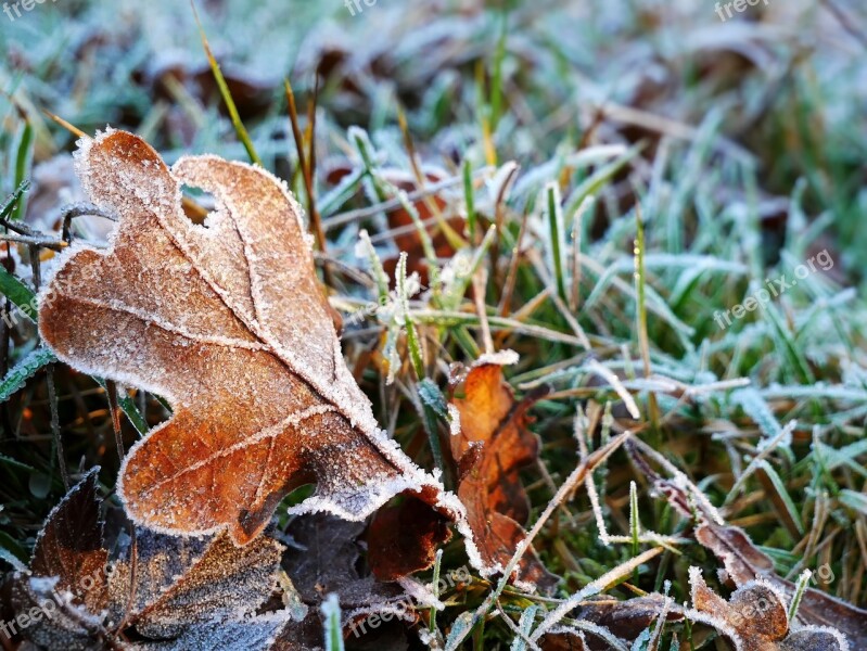 Nature Leaf Frost On The Ground Plant