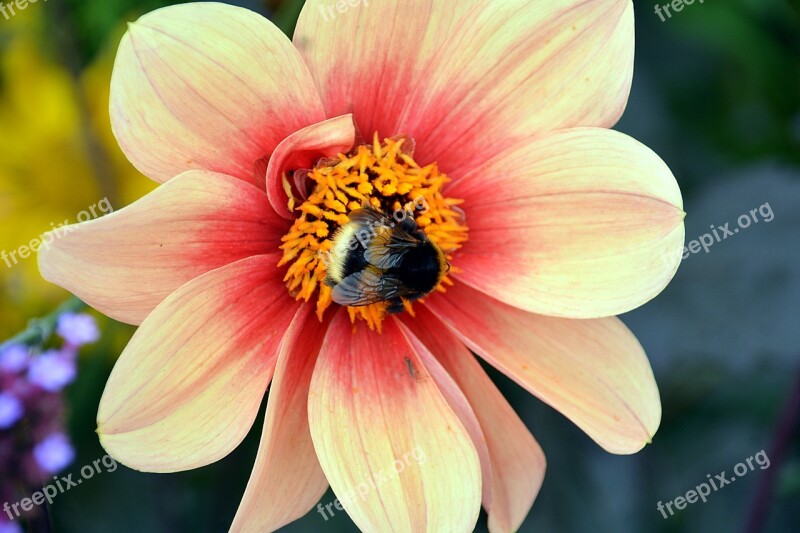 Flower Bourdon Insect Forage Garden