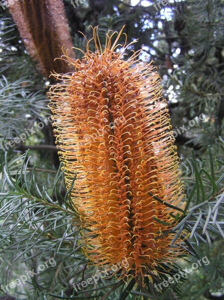 Banksia Australiana Evergreen Native Plant