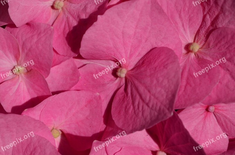 Hydrangea Flower Blossom Bloom Plant