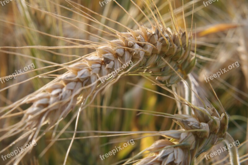 Wheat Harvest Time Ripe Summer Autumn