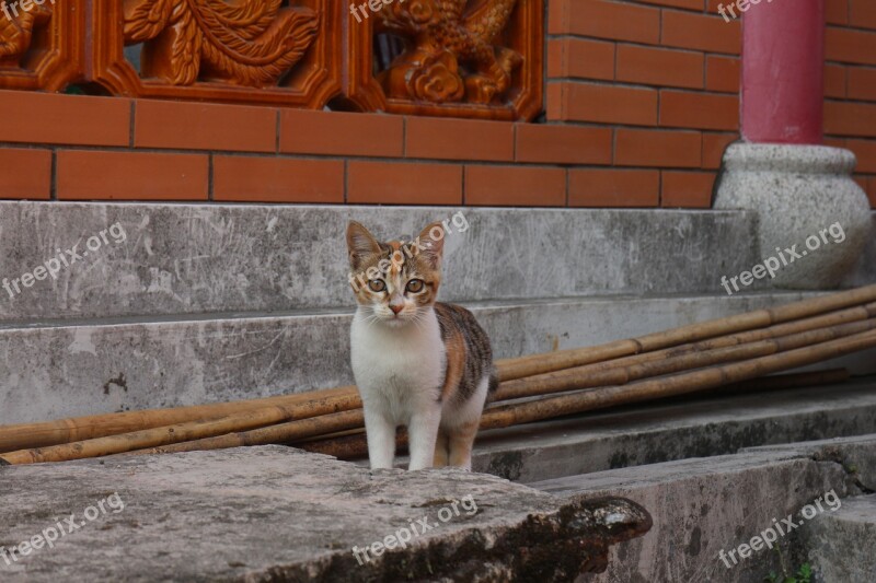 Animal Cats Temple Losing His Home Pets