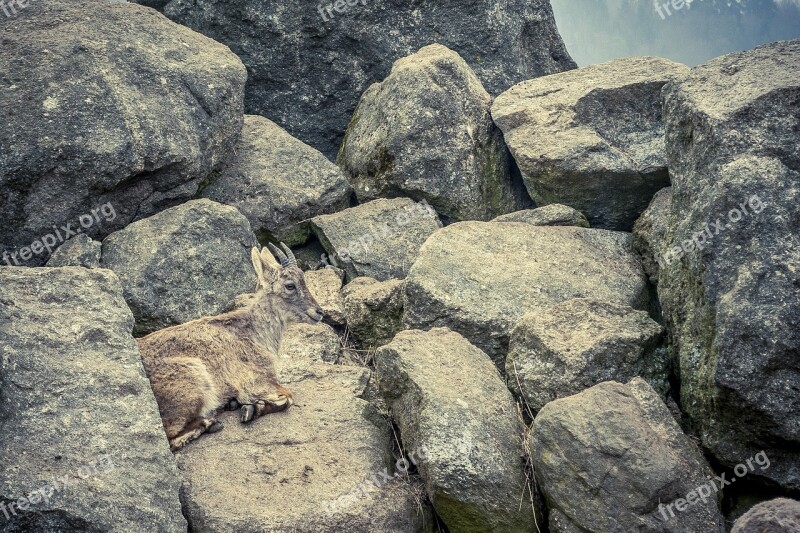 Capricorn Rock Stones Animal Mountains