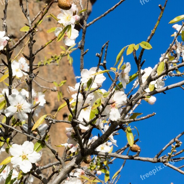 Almond Blossom Spring Spring Awakening Pink Nature