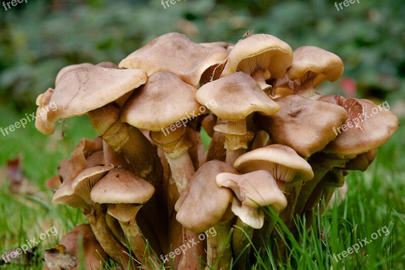 Mushrooms Close Up Autumn Forest Lamellar