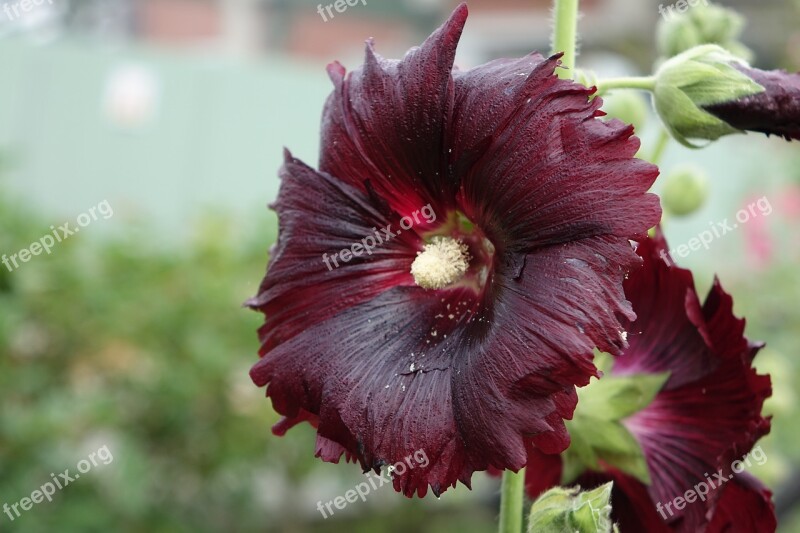 Hollyhock Yi Mein Shu Hua Free Photos