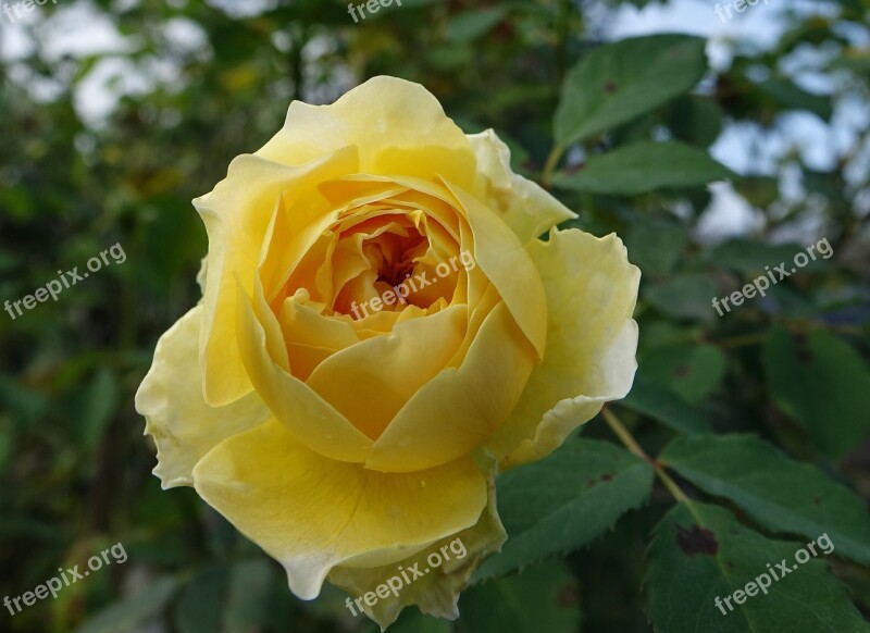 Rosa Multiflora Rose Yellow Free Photos