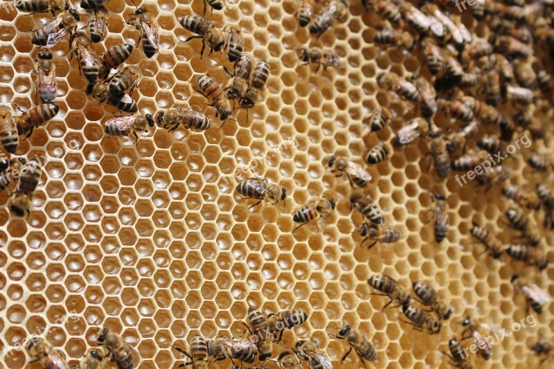 Beehive Bees Insects Collects Nectar Honeycomb