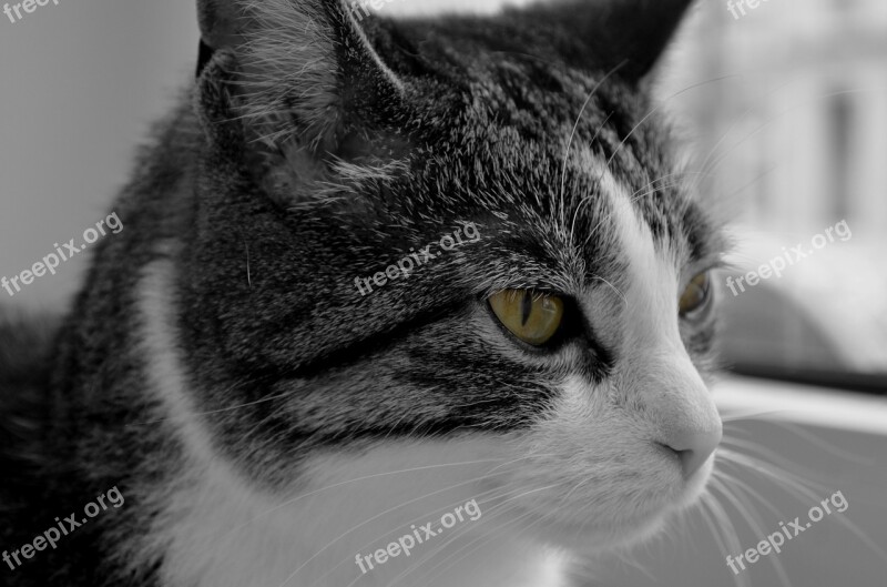 Cat Domestic Cat Pet Animal Cat's Eyes