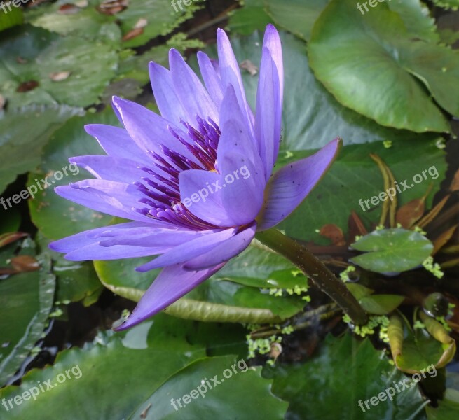 Nymphaea Alba Purple Nymphaea Alba Purple Flower 潔 Net