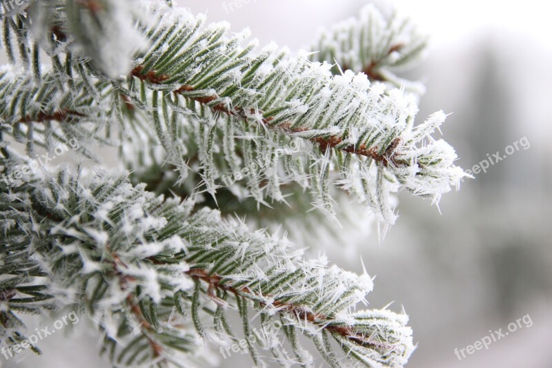 Winter Tannenzweig Branch Conifer Wintry